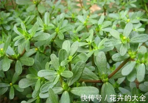 穿心莲|这6种长在地里的“天然青霉素”，隔三差五吃一回，常吃少生病