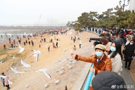 大年初一，栈桥海鸥被“喂饱了”