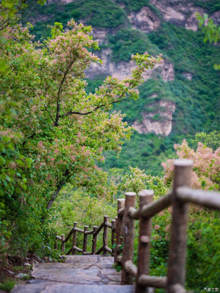 粉红|【郊野行摄】春风拂面，黄栌花开---雨中游京西幽岚山