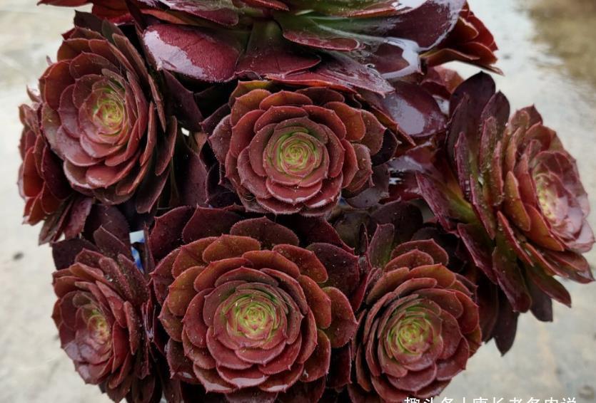 温度|室外温度33度，室内只有25度，这种情况下法师多肉还能浇水吗？