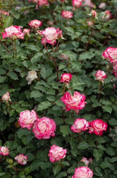 超全面园艺干货盘点丨浇水、施肥、爆花全都有，还怕养不好花吗？