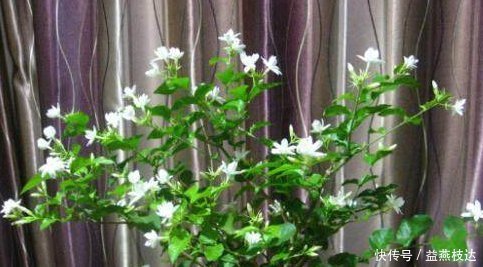 修剪|养花就养它,漂亮好养花期长,阳台摆一盆清香四溢,睡眠好