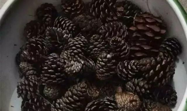 盆底|盆里扔2样东西,养花10年不烂根,叶子油光瓦亮,花苞挂满枝头