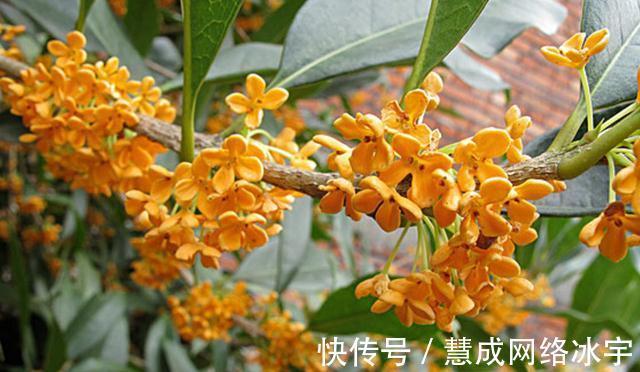 无毛|桂花树的特点