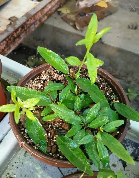 剪根粗枝插土里，2周能生根，一年长成大老桩