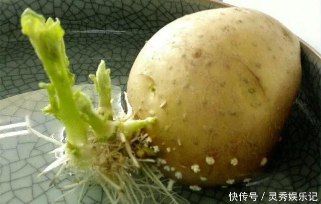 一节山药插水里,疯狂长藤“冒金豆”,赚大了!