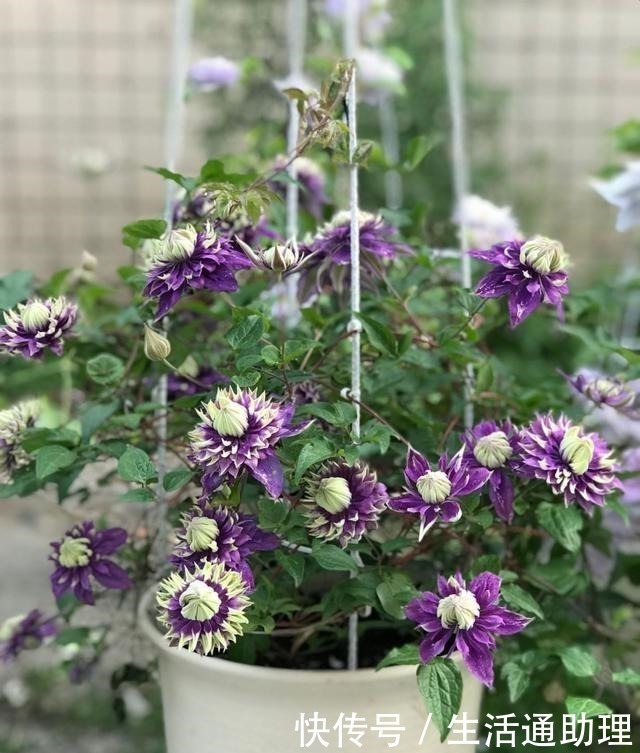 f系|此花是世界名花,好看又好养,种植容易,是盆栽佳品,室内也能养!