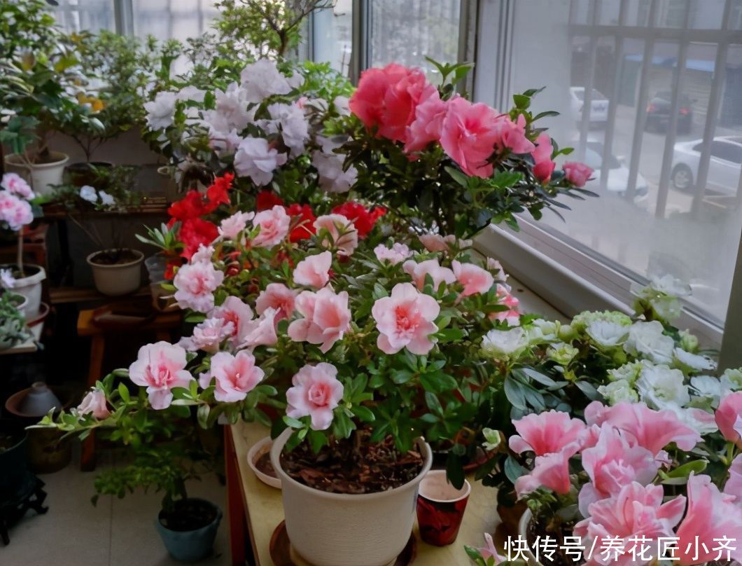 缓苗|养花在“精”不在多,3个养花的“坏习惯”,想养好花要改掉