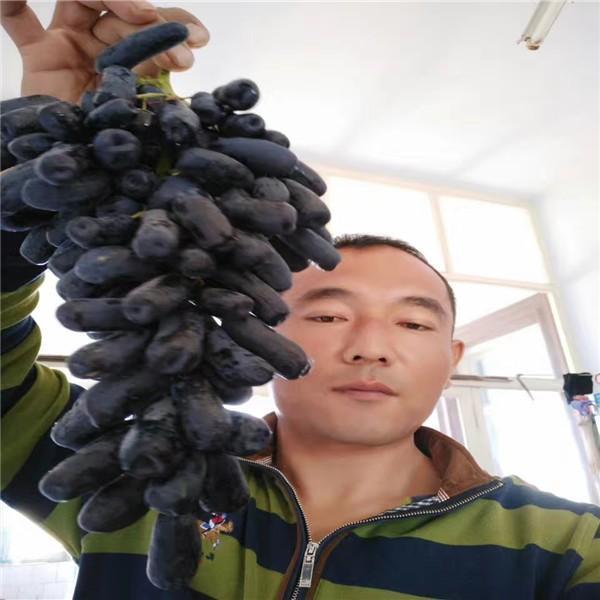 此果树“冰箱”冻不死，浇水就疯长，阳台种2棵，明年水果比米多