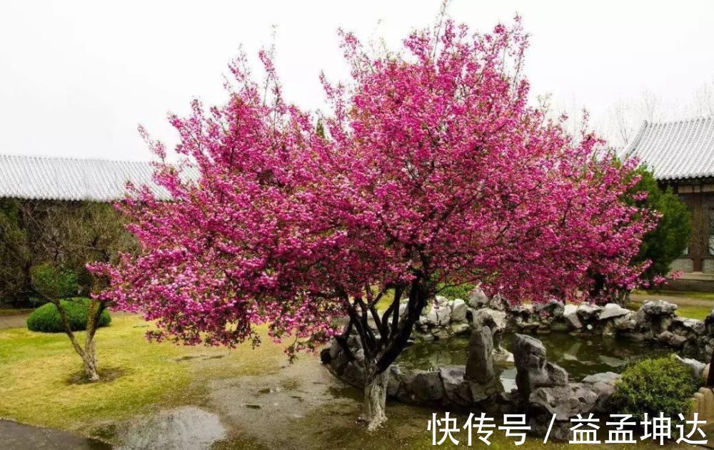 家有庭院绝不可错过的5种花,打造花海无压力,任谁看了都羡慕