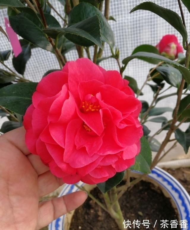 这款花卉,比兰花香,比牡丹美,花期长达半年,零下15度冻不死