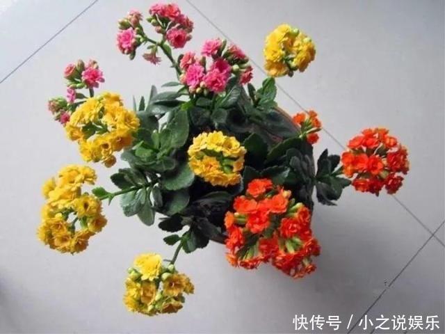 长寿花和玉树“联姻”,半年成“老桩”,养出五颜六色的“花树”