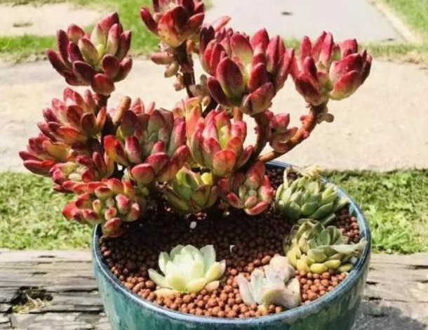 多肉不用买,摘下叶片放“土里”,生根发芽特别快,轻松长满盆!