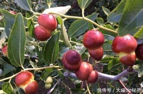 红润|对女人最好的零食,每天食几颗,养颜美容,抗衰老,气色更红润!