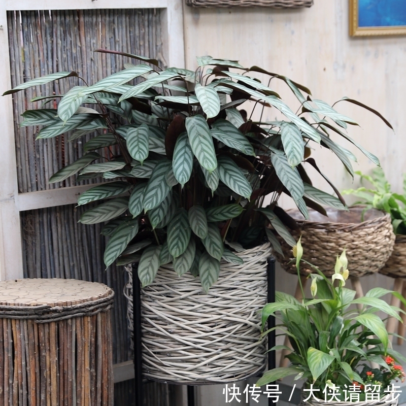 “人养花三年,花养人一生!”家居盆花100种,总有几款你喜欢