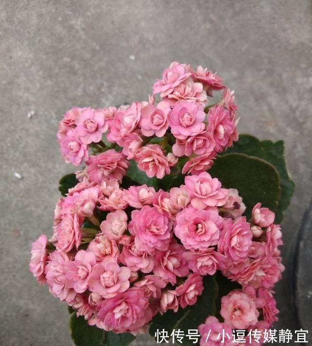 花友们|长寿花剪一刀,理个小平头,株型矮壮开花多