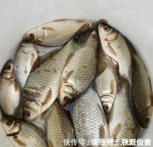 钓鲫鱼不能补窝?一补窝就停口?你用错了方法!