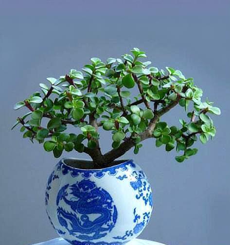 盆栽金枝玉叶,3个“小动作”,叶片饱满有光泽,轻松变成美盆景