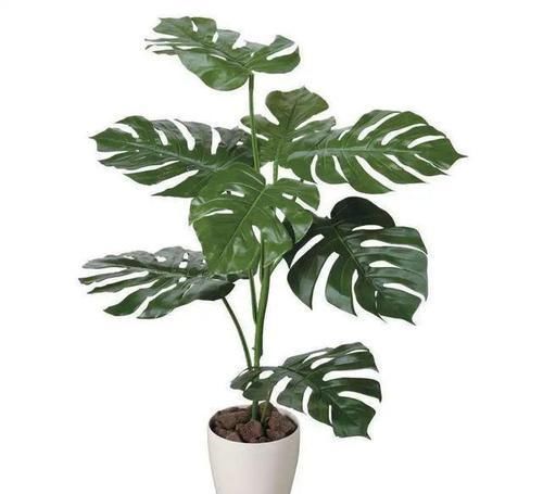  福增寿|叶子形状奇特如龟背，添福增寿意绵长，龟背竹养护跟着专家这样