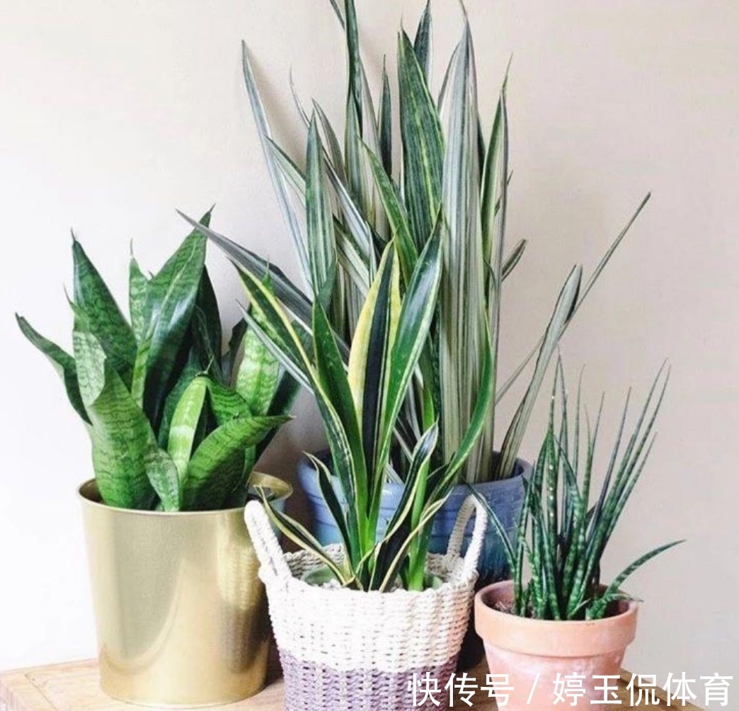 有害气体|6种漂亮的植物,适合在卧室养,能缓解疲劳,改善睡眠