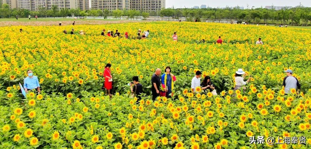 马鞭草|月月有花看，季季有花开！这个“花的世界”惊艳你的一年四季！