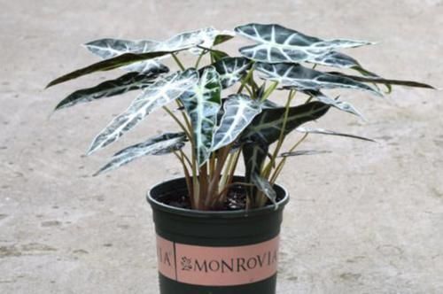 喜阴|6种花天生“喜阴”，明亮光照就能长得绿油油，晒太阳会黄叶！