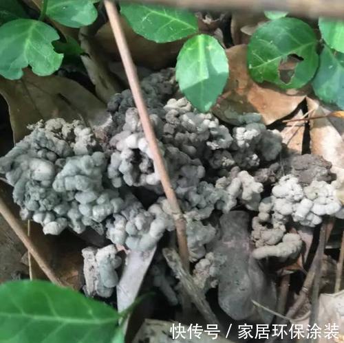 养花|什么复合肥、淘米水，都不如1种东西，捡一些丢盆里，养啥花都旺