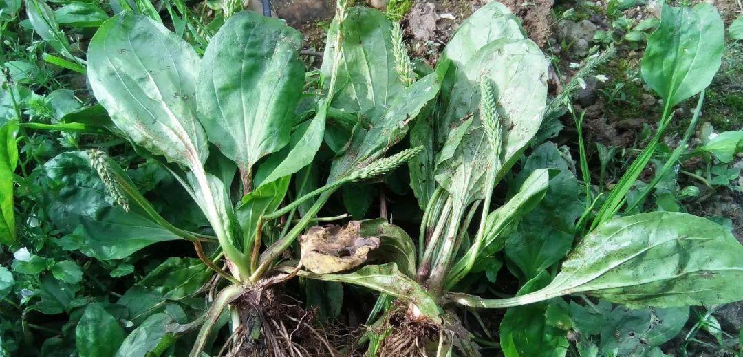 车前草，对人体健康究竟有何妙用？了解这3个健康常识就知道了