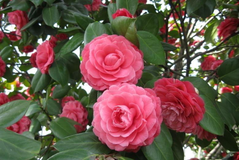 茶花|家中养3种“健康花”，种一次年年有花赏，花色鲜艳对身体好