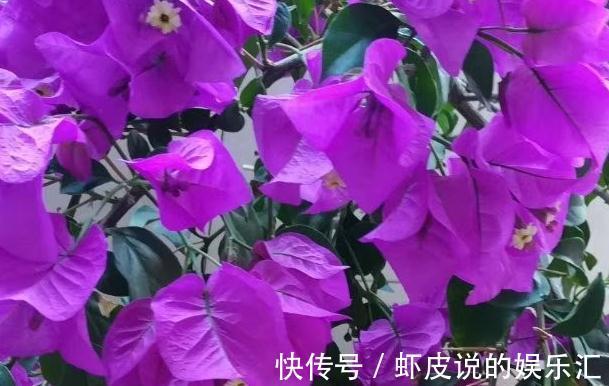 三角梅开花少，花色淡都是3个方面造成的，你做对了吗