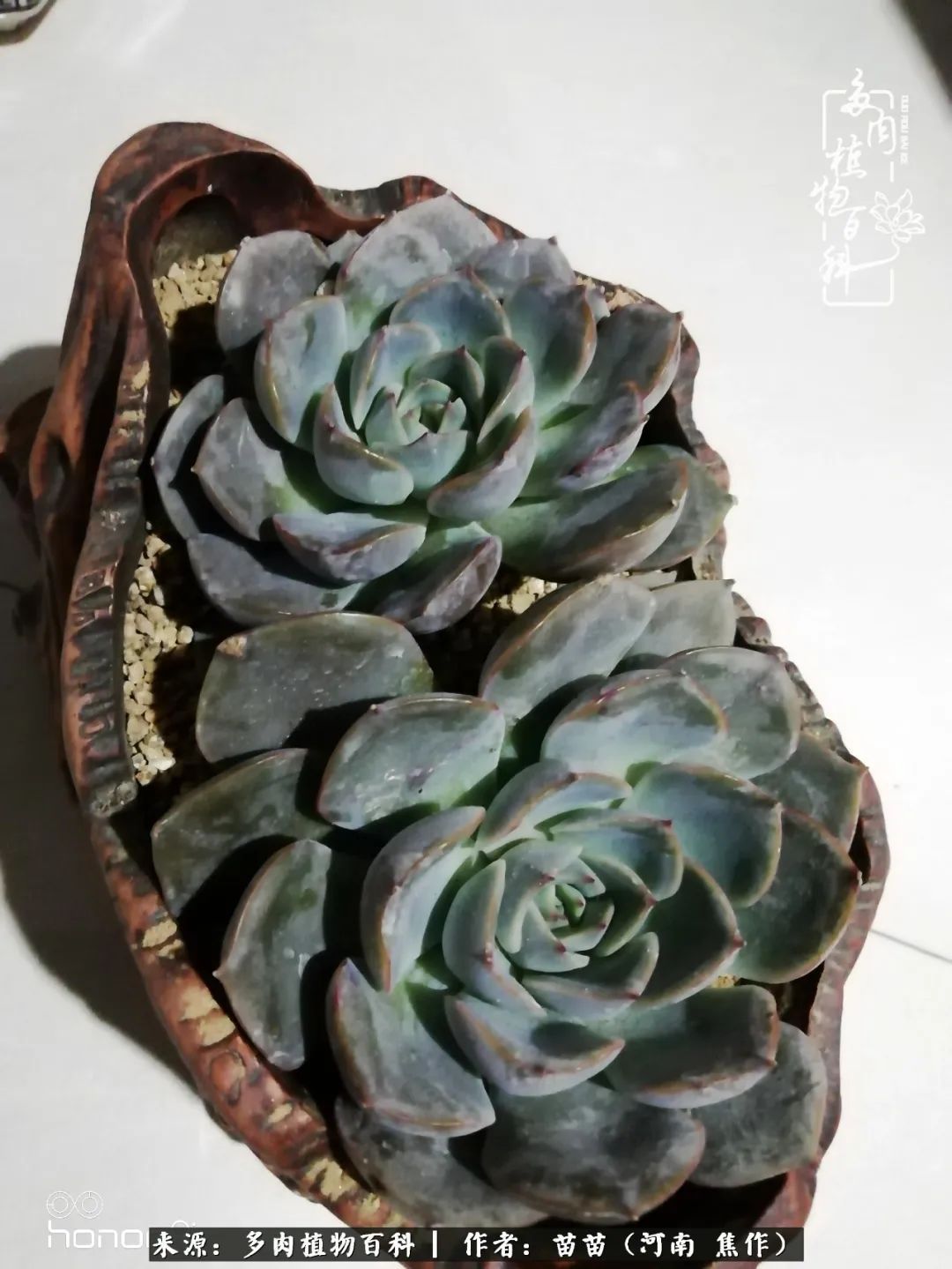 迷上多肉后，有一种喜欢叫一日看三回！