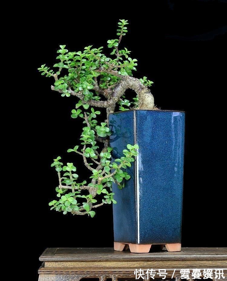 4种“便宜花”,多修剪少浇水,养成高价盆景,价格翻倍