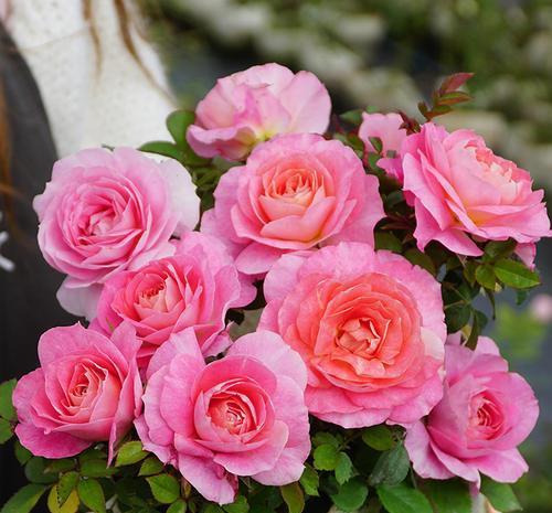 植株|4种微型月季,植株矮小花量大,专为阳台而生,值得拥有!