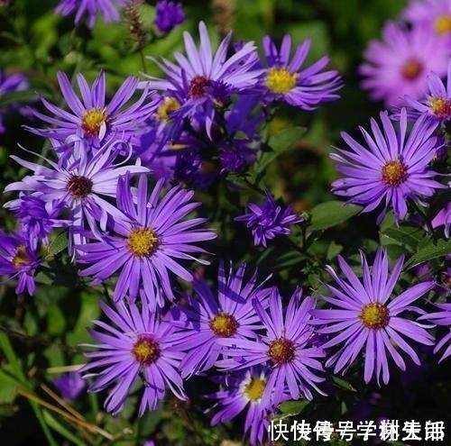 紫色开始流行，紫色花也超美，几种专门的紫色花不养就亏了