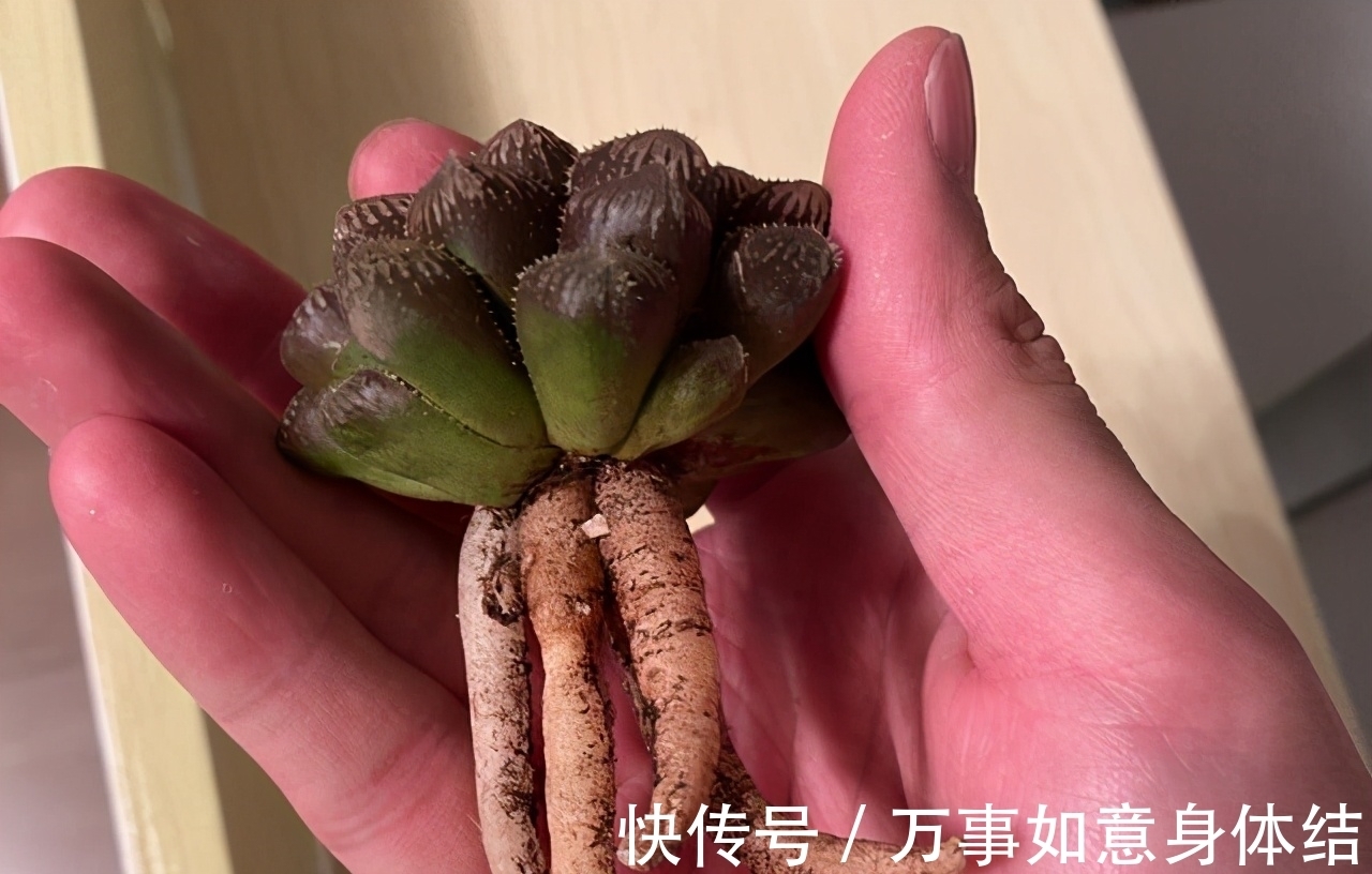 根部|春季给多肉修根需要注意的4个问题,正确修根,多肉长得好抗性强