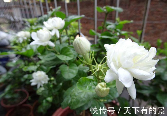 花朵|进入八月，6种花要多晒太阳，越晒花朵娇艳，开花越勤