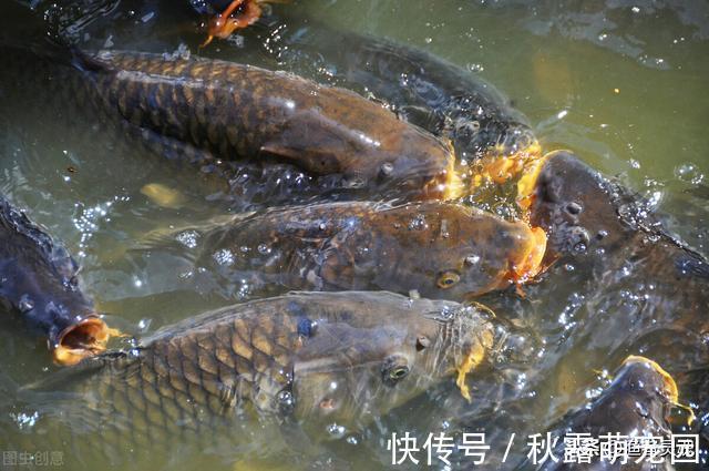 钓友们|黑坑到底赚不赚钱?带你走进黑坑世界
