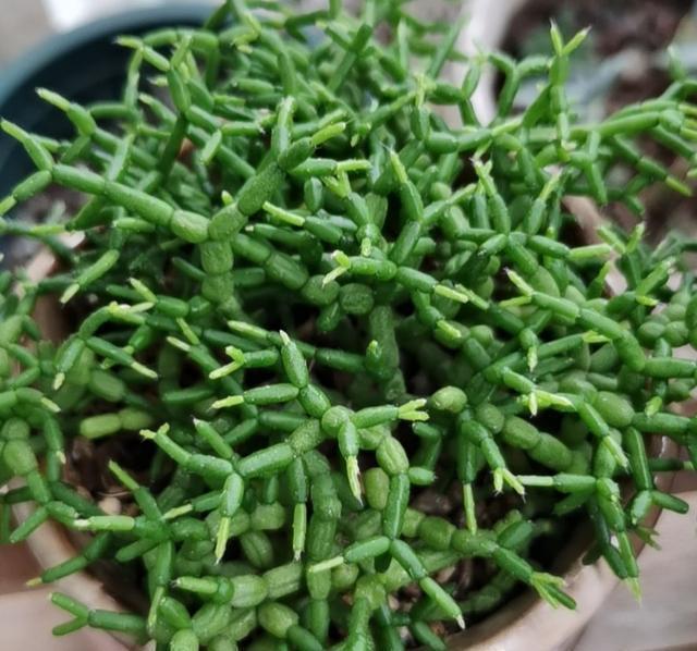 叶片|超冷门的多肉植物，你可能没见过，但养过就会上瘾
