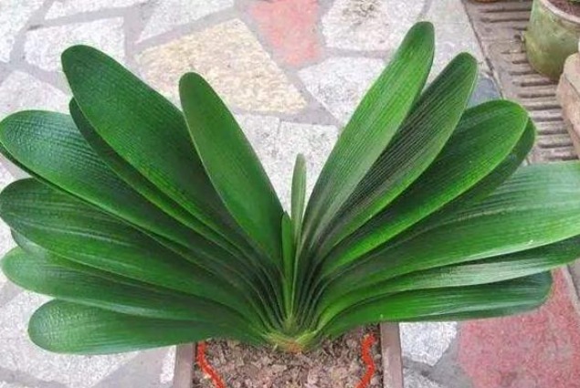 君子兰不见长、不开花“2种料”扔盆里,新芽多,一年开花2次