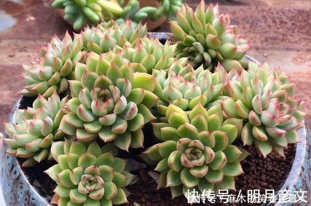 姬胧月|这“三多肉”是爆崽小能手,遇水疯长“寓意好”,却被当作低端货!