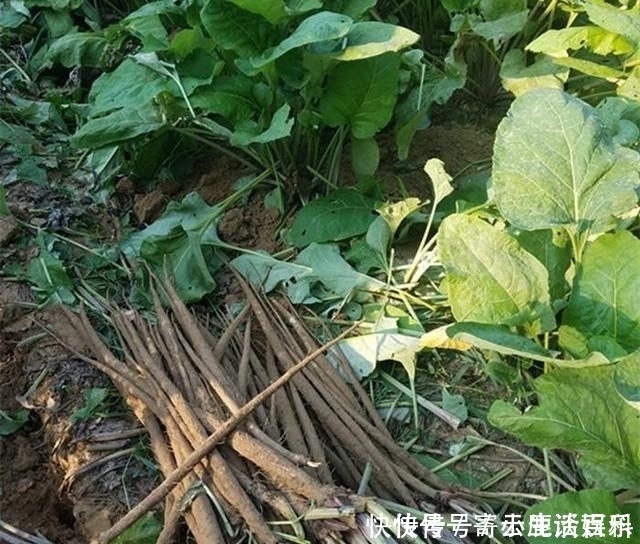 牛蒡根|路邊一種野草,人稱“牛菜”,一點不起眼卻葉、根、果全是寶