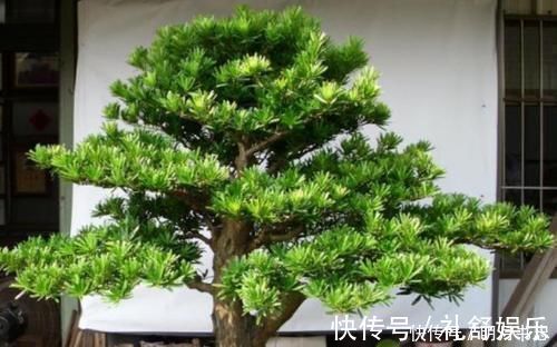 花卉|1种“盆景”,有长寿、吉祥的寓意,适合客厅养,比啥花都强