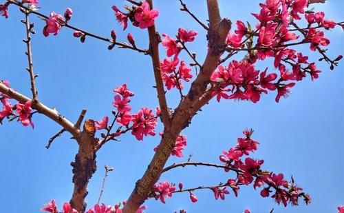 中年|春暖百花开，赏花正当时，蕉岭广福鹰嘴桃花吸引众多游客前往观赏