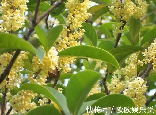 三种越老越值钱的耐旱花,1个月浇1次水,轻轻松松活几十年!