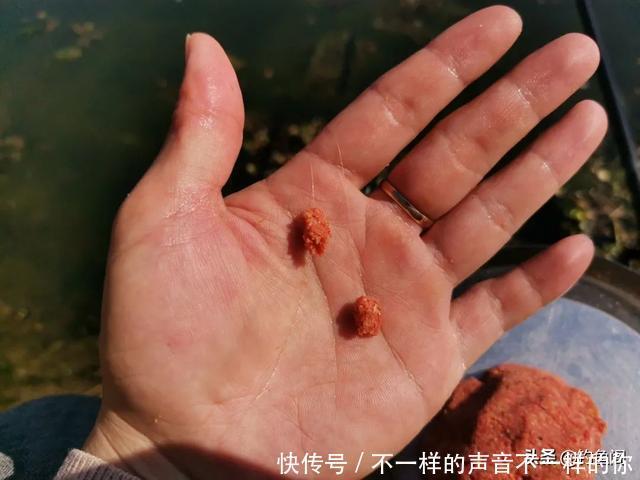 一款专钓野生大鲫鱼的配方,新老钓友都适用,从此配饵不求人