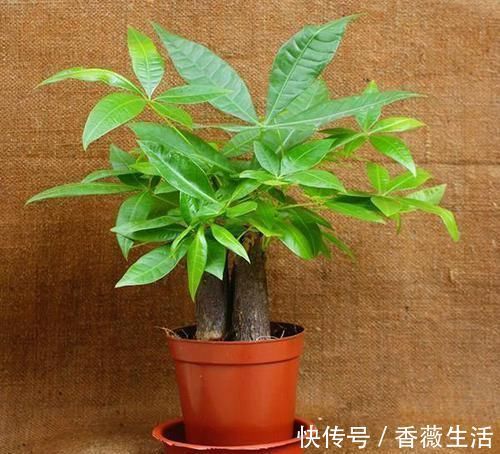 养护|发财树这么养,半年就从指头宽长到大腿粗,植株健硕,四季常青