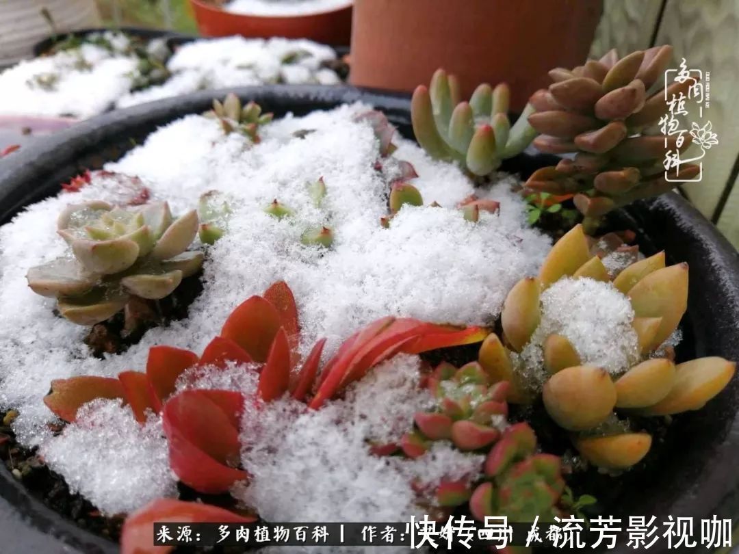 多肉|人生有时候就像多肉，不是不出彩，只是经历的时光还不够！