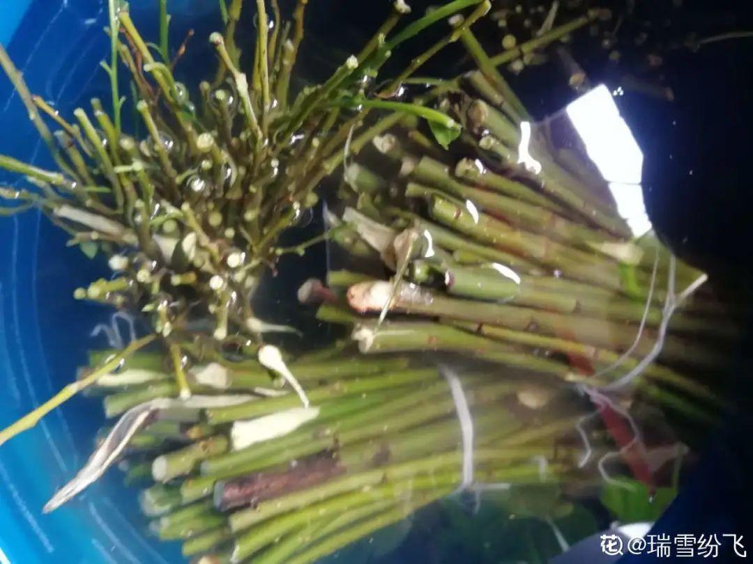 黄叶|给花浇水掺点白醋,植物根比萝卜还粗,健壮不黄叶