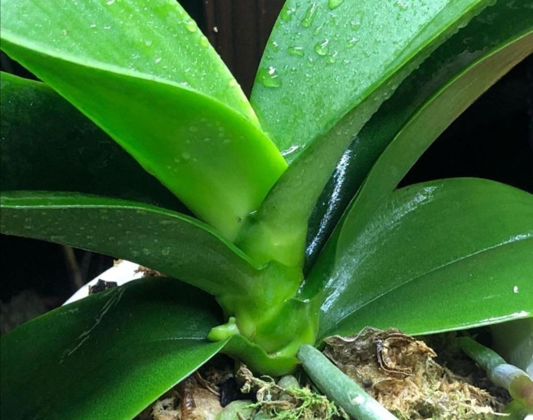 蝴蝶兰开完花别扔掉，简单处理做好养护，下年还能开花