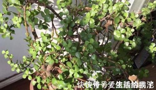 马齿苋|聪明人养花就养3种,可镇宅招财、有益健康,养护也省心